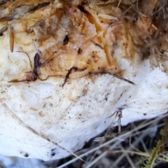 Unverified at suppressed - suppressed