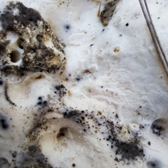 Unverified at suppressed - suppressed