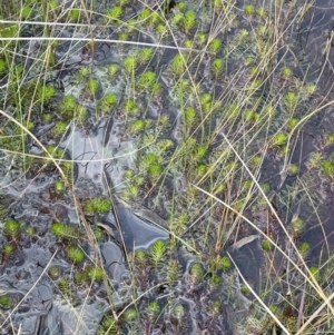 Myriophyllum crispatum at Cavan, NSW - 17 Aug 2023