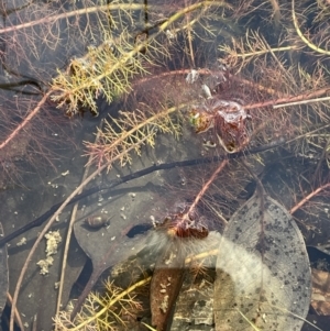 Myriophyllum crispatum at Cavan, NSW - 17 Aug 2023