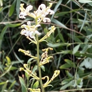 Lomatia myricoides at Rendezvous Creek, ACT - 11 Mar 2023