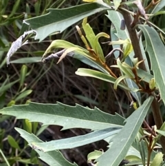 Lomatia myricoides at Rendezvous Creek, ACT - 11 Mar 2023