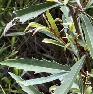 Lomatia myricoides at Rendezvous Creek, ACT - 11 Mar 2023 03:22 PM