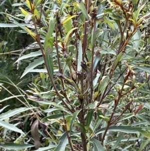 Lomatia myricoides at Rendezvous Creek, ACT - 11 Mar 2023