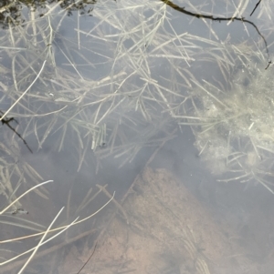 Potamogeton sp. at Cavan, NSW - 17 Aug 2023