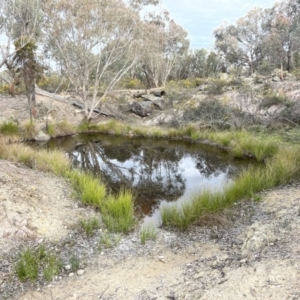 Potamogeton sp. at Cavan, NSW - 17 Aug 2023