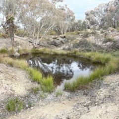 Potamogeton sp. at Cavan, NSW - 17 Aug 2023