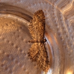 Psilosticha pristis (Little Brown Bark Moth) at QPRC LGA - 24 Aug 2023 by Paul4K