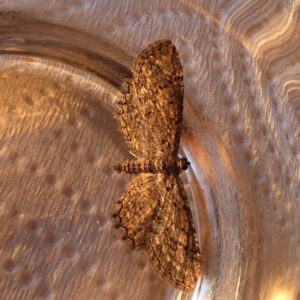 Psilosticha pristis at Borough, NSW - 25 Aug 2023