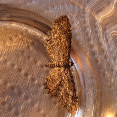 Psilosticha pristis (Little Brown Bark Moth) at Boro - 24 Aug 2023 by Paul4K