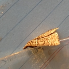 Dichromodes explanata (Fine-lined Heath Moth) at Boro - 24 Aug 2023 by Paul4K