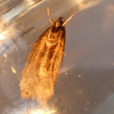 Chezala privatella (A Concealer moth) at QPRC LGA - 24 Aug 2023 by Paul4K