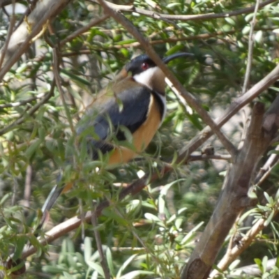 Acanthorhynchus tenuirostris (Eastern Spinebill) at QPRC LGA - 25 Aug 2023 by Paul4K