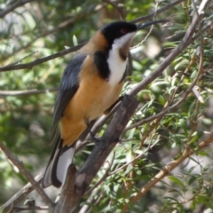 Acanthorhynchus tenuirostris at Borough, NSW - suppressed