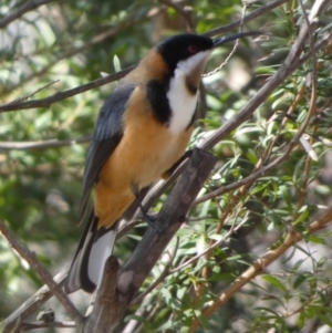 Acanthorhynchus tenuirostris at Borough, NSW - suppressed