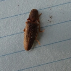 Monocrepidus sp. (genus) (Click beetle) at Boro - 23 Aug 2023 by Paul4K