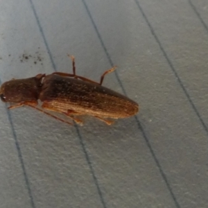 Monocrepidus sp. (genus) at Borough, NSW - 24 Aug 2023