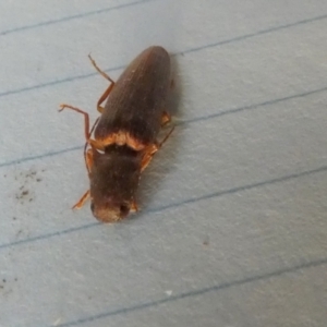 Monocrepidus sp. (genus) at Borough, NSW - 24 Aug 2023