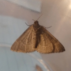 Geometridae (family) (Unidentified geometer or looper moths) at Boro - 23 Aug 2023 by Paul4K