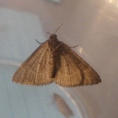 Geometridae (family) at Borough, NSW - suppressed