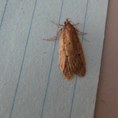 Chezala privatella (A Concealer moth) at QPRC LGA - 23 Aug 2023 by Paul4K