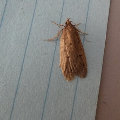 Chezala privatella (A Concealer moth) at Borough, NSW - 23 Aug 2023 by Paul4K