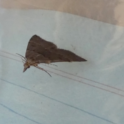 Dichromodes (genus) (unidentified Heath Moth) at Borough, NSW - 24 Aug 2023 by Paul4K