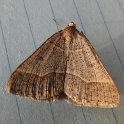 Antasia flavicapitata (Yellow-headed Heath Moth) at QPRC LGA - 23 Aug 2023 by Paul4K