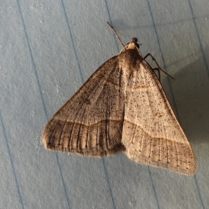 Antasia flavicapitata at Borough, NSW - suppressed