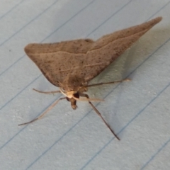 Antasia flavicapitata at Borough, NSW - 24 Aug 2023