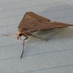 Antasia flavicapitata at Borough, NSW - 24 Aug 2023