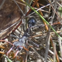 Myrmecia sp. (genus) (Bull ant or Jack Jumper) at Mayfield, NSW - 24 Aug 2023 by Paul4K