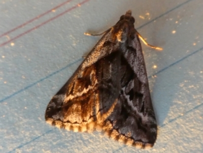 Dichromodes stilbiata (White-barred Heath Moth) at Borough, NSW - 22 Aug 2023 by Paul4K