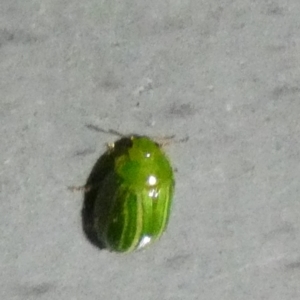 Peltoschema sp. (genus) at Borough, NSW - suppressed