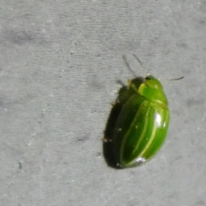 Peltoschema sp. (genus) at Borough, NSW - 23 Aug 2023