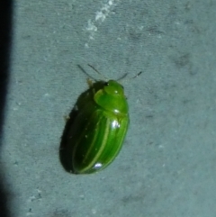 Peltoschema sp. (genus) at Borough, NSW - suppressed