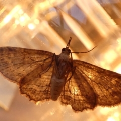 Pasiphilodes testulata (Pome looper) at Boro - 21 Aug 2023 by Paul4K