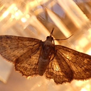 Pasiphilodes testulata at Borough, NSW - 22 Aug 2023