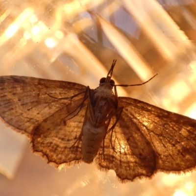 Pasiphilodes testulata (Pome looper) at Borough, NSW - 22 Aug 2023 by Paul4K