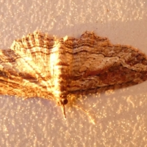 Pasiphilodes testulata at Borough, NSW - 22 Aug 2023