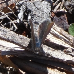 Erina acasta (Blotched Dusky-blue) at Borough, NSW - 21 Aug 2023 by Paul4K