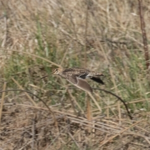 Gallinago hardwickii at Fyshwick, ACT - 26 Aug 2023