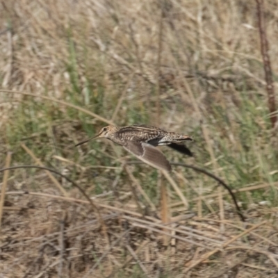 Gallinago hardwickii (Latham's Snipe) at Fyshwick, ACT - 26 Aug 2023 by rawshorty