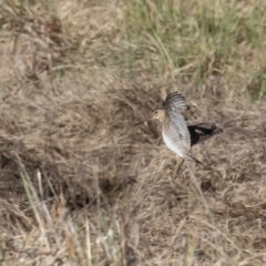 Gallinago hardwickii at Fyshwick, ACT - 26 Aug 2023