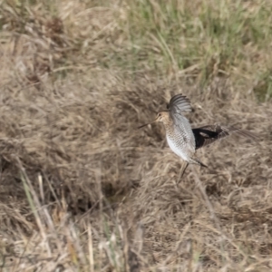 Gallinago hardwickii at Fyshwick, ACT - 26 Aug 2023 08:48 AM