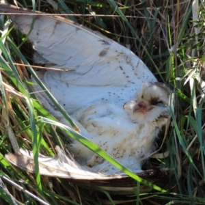 Tyto alba at Fyshwick, ACT - 26 Aug 2023