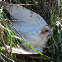 Tyto alba (Barn Owl) at Fyshwick, ACT - 26 Aug 2023 by SandraH