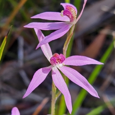 Caladenia hillmanii (Purple Heart Orchid) at Booderee National Park - 26 Aug 2023 by AaronClausen