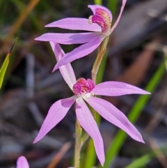 Caladenia hillmanii (Purple Heart Orchid) at Jervis Bay, JBT - 26 Aug 2023 by AaronClausen