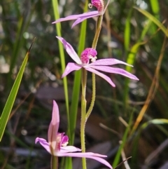 Caladenia hillmanii at Jervis Bay, JBT - suppressed